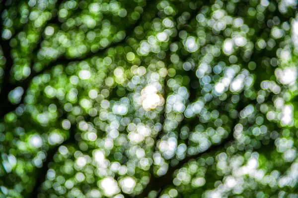 Verschwommener Naturhintergrund Oder Hintergrund Mit Grüner Farbe Und Hellem Sonnenlicht — Stockfoto
