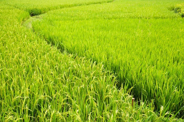 rice paddy field and path way walk background nature day light nobody