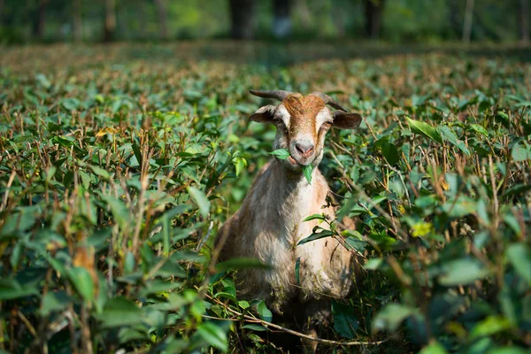 Goats eating grass and tea leaf on farm