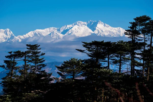 Kangchenjunga Monte Paisaje Durante Cielo Azul Día Tiempo Detrás Pino —  Fotos de Stock