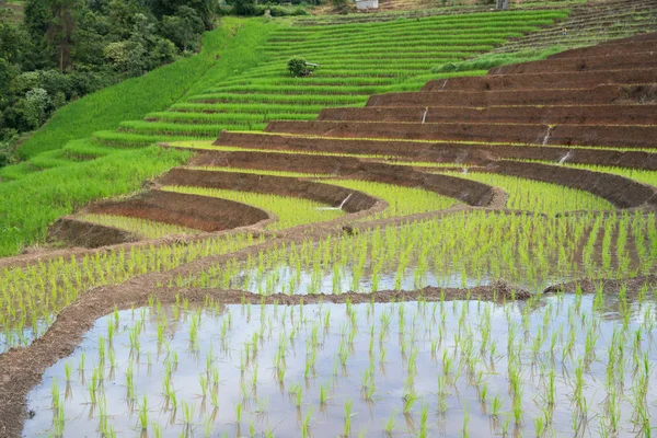 移植米台苗田在班巴邦派 恰格迈 泰国北部 没有人 — 图库照片