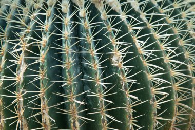 Kaktüs uzun dikenler ile kapatmak