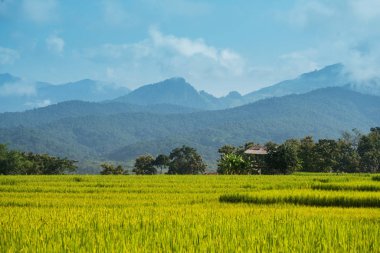 Yeşil dağ ve pirinç alan arka plan