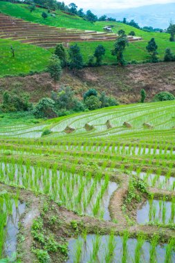 pirinç Teras fidan alanında Ban Pa Bong Piang, Ch nakli