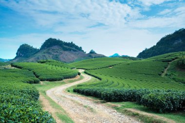 Çay plantasyon içinde Moc Chau Köyü, Vietnam