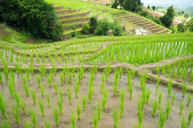 pirinç Teras fidan alanında Ban Pa Bong Piang, Ch nakli