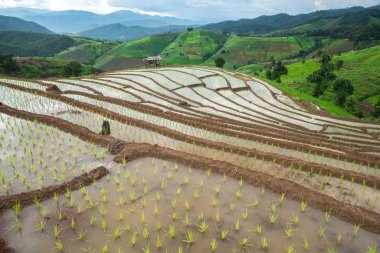 pirinç Teras fidan alanında Ban Pa Bong Piang, Ch nakli