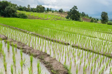 pirinç Teras fidan alanında Ban Pa Bong Piang, Ch nakli
