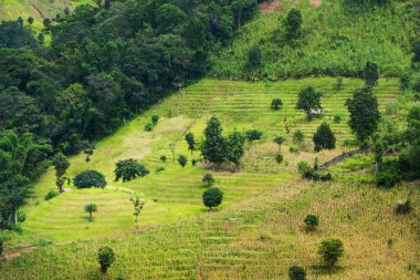 Nan, Tayland pirinç alan yeşil teraslı.
