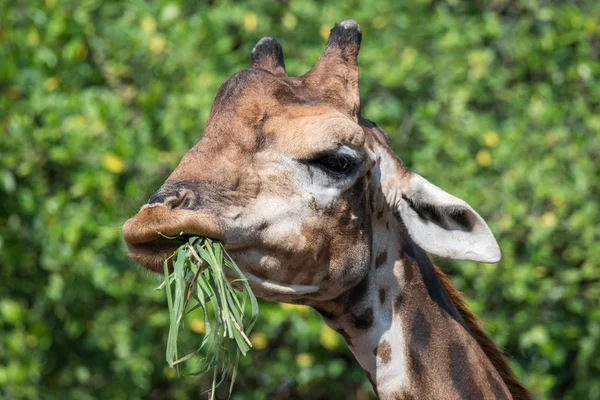 Giraffe eat grass close up at head — Stock Photo, Image