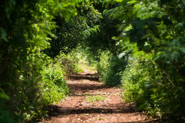 Camino de campo escénico a través de la hoja verde — Foto de Stock