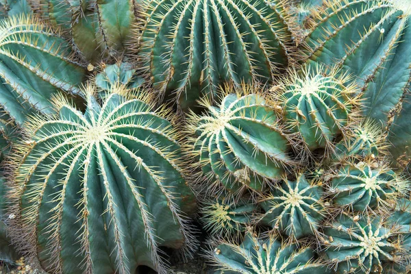 Närbild av kaktus med lång törnen — Stockfoto