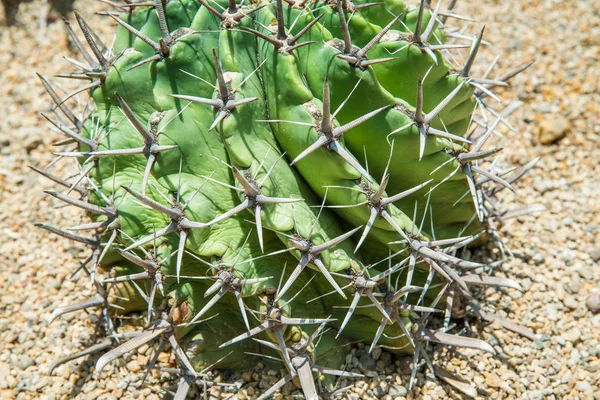 Close-up van cactus groei — Stockfoto