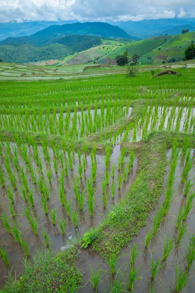 Transplant rice terrace seedlings field in Ban Pa Bong Piang, Ch — Stock Photo, Image