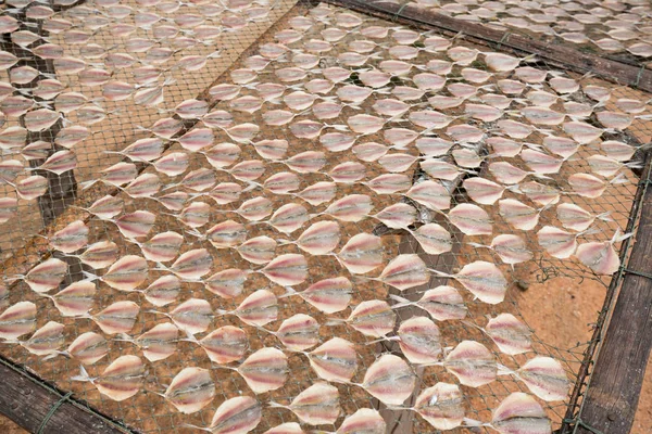 Mackerel, fish dried from sunlight — Stock Photo, Image
