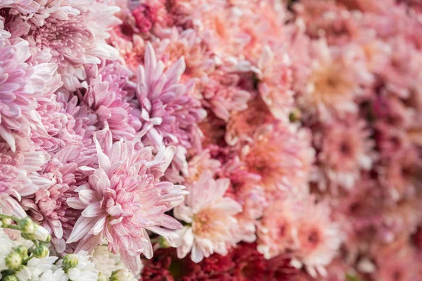 Fond de fleurs colorées à vendre à la mar de fleurs en gros — Photo