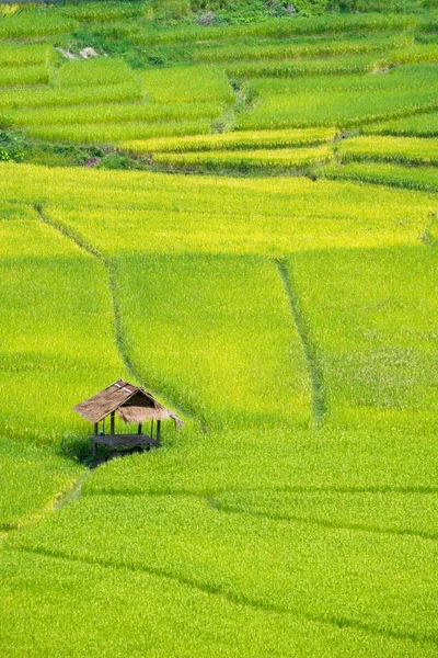 Green Terraced Rice Field in Nan, Thailand. — Stock Photo, Image