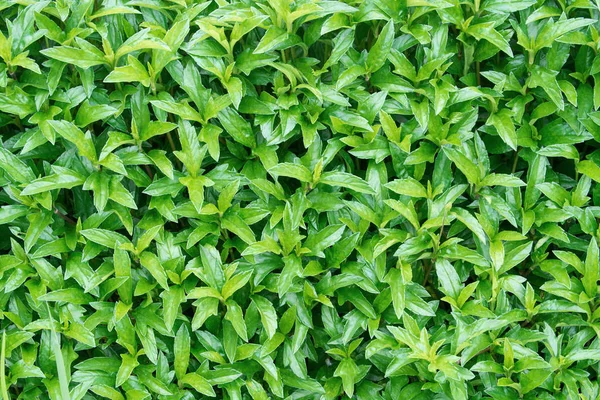 Большой лист зеленого фона травы — стоковое фото