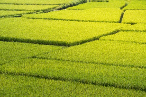 Green Terraced Rice Field in Nan, Thailand. — Stock Photo, Image