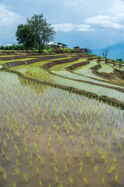 Transplant rice terrace seedlings field in Ban Pa Bong Piang, Ch — Stock Photo, Image