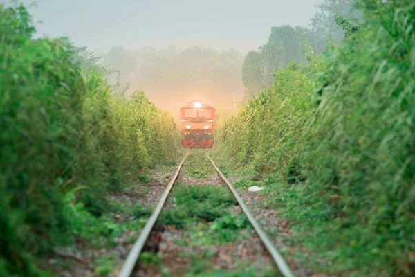 下雨时树墙绿色的旧铁轨 — 图库照片
