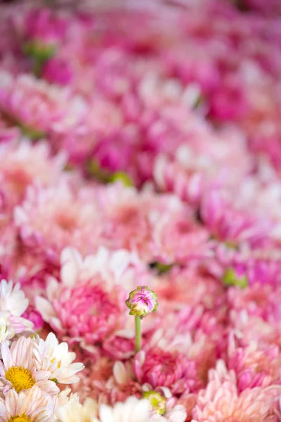 Fond de fleurs colorées à vendre à la mar de fleurs en gros — Photo