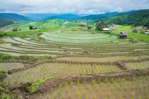 Transplante de arroz campo de mudas terraço em Ban Pa Bong Piang, Ch — Fotografia de Stock