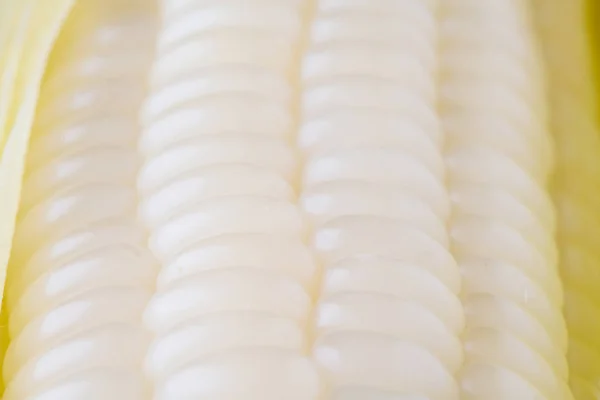 Fehér kukorica elszigetelt fehér háttér — Stock Fotó