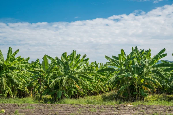 Banana tree — Stock Photo, Image