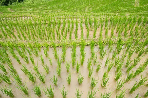 Transplant rice terrace seedlings field in Ban Pa Bong Piang, Ch — Stock Photo, Image