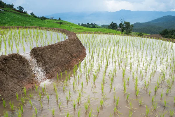 Transplant rice terrace seedlings field in Ban Pa Bong Piang, Ch — Stock Photo, Image