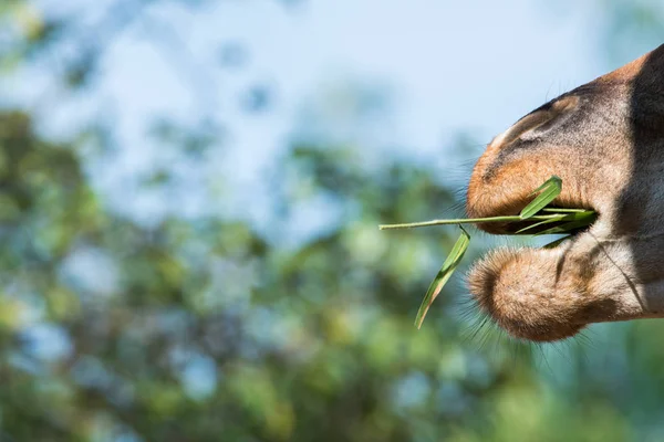 Giraffe eat grass close up at head — Stock Photo, Image