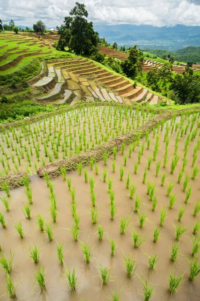 Transplant rice terrace seedlings field in Ban Pa Bong Piang, Ch — Stock Photo, Image