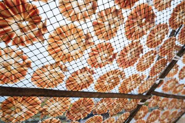 Cerchio di pesce essiccato, carne sottile su rete — Foto Stock