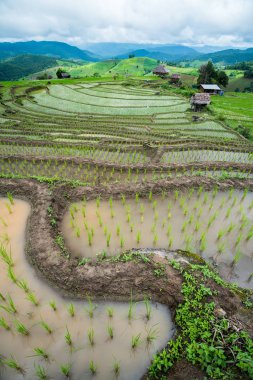 pirinç Teras fidan alanında Ban Pa Bong Piang, Ch nakli