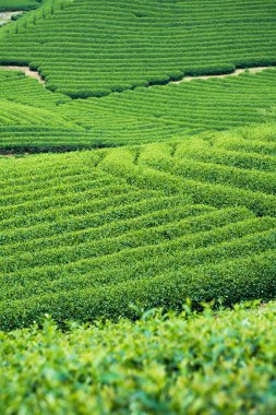 Çay plantasyon içinde Moc Chau Köyü, Vietnam