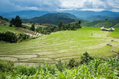 pirinç Teras fidan alanında Ban Pa Bong Piang, Ch nakli