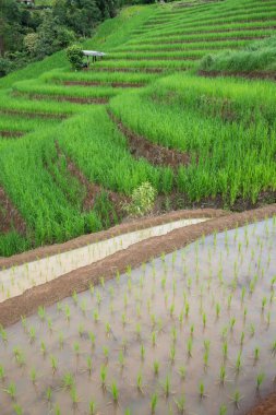 pirinç Teras fidan alanında Ban Pa Bong Piang, Ch nakli