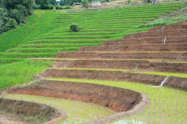 pirinç Teras fidan alanında Ban Pa Bong Piang, Ch nakli