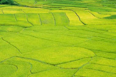 Nan, Tayland pirinç alan yeşil teraslı.