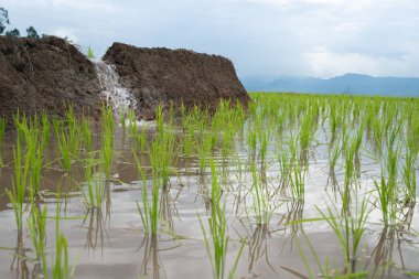 pirinç Teras fidan alanında Ban Pa Bong Piang, Ch nakli