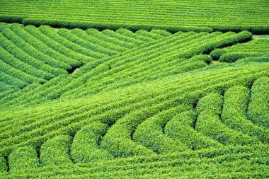 Çay plantasyon içinde Moc Chau Köyü, Vietnam