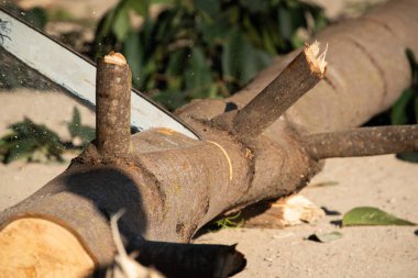 İşçi kesme günlük chainsaw ile