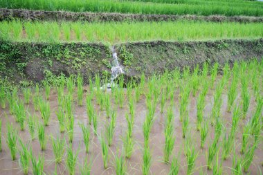 su akışı içine nakli pirinç Teras fidan alan yasak p