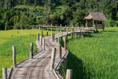 Pirinç alan üzerinde bambu örgü yürüyüş yolu köprü.