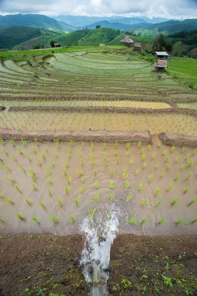 Water flow into transplant rice terrace seedlings field in Ban P — Stock Photo, Image