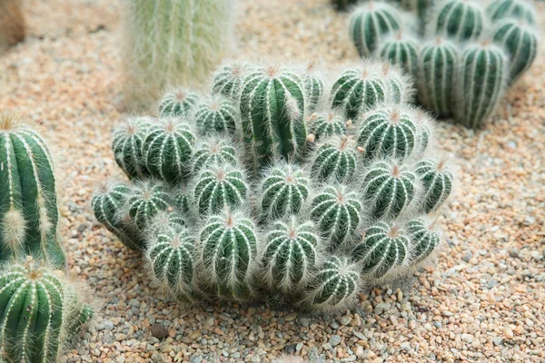 Close up cactus growth — Stock Photo, Image