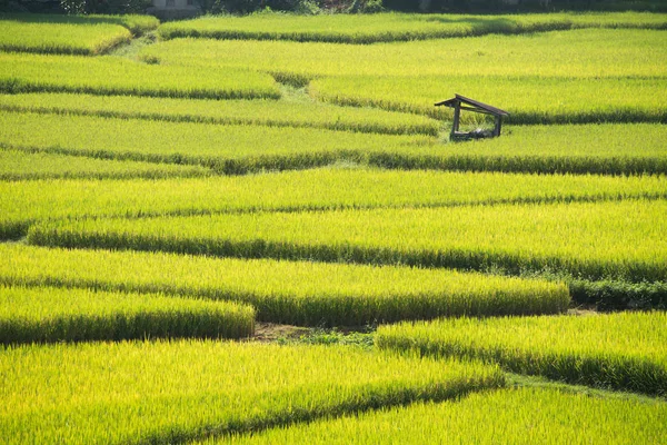 Green Terraced Rice Field in Nan, Thailand. — Stock Photo, Image