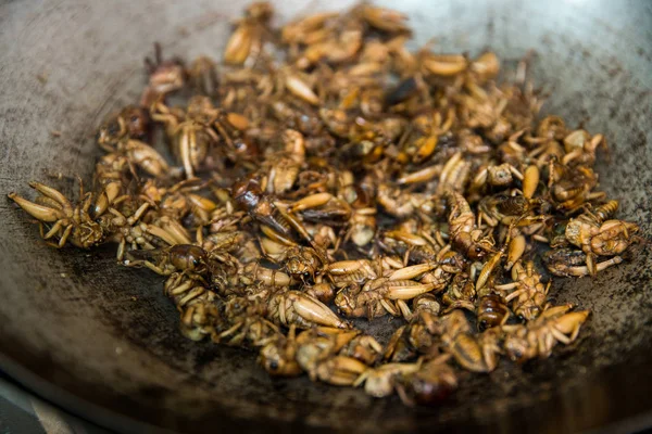 Roasted cricket, fried Insect in pan, cooking for meal — Stock Photo, Image