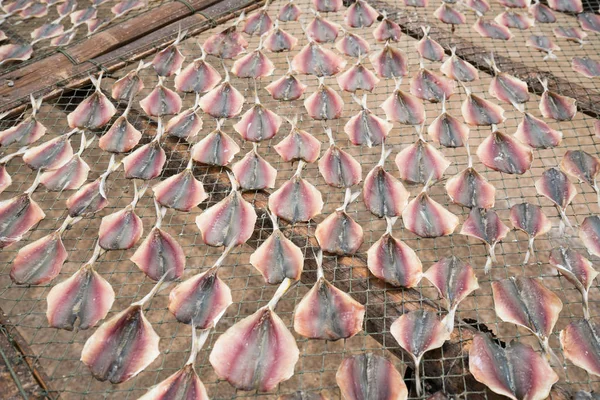 Mackerel, fish dried from sunlight — Stock Photo, Image